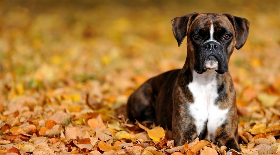 Brindle and White Dog in Autumn Leaves