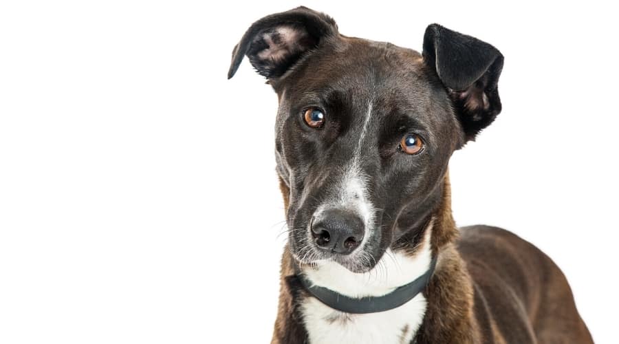 Brindle and White Dog on White Background