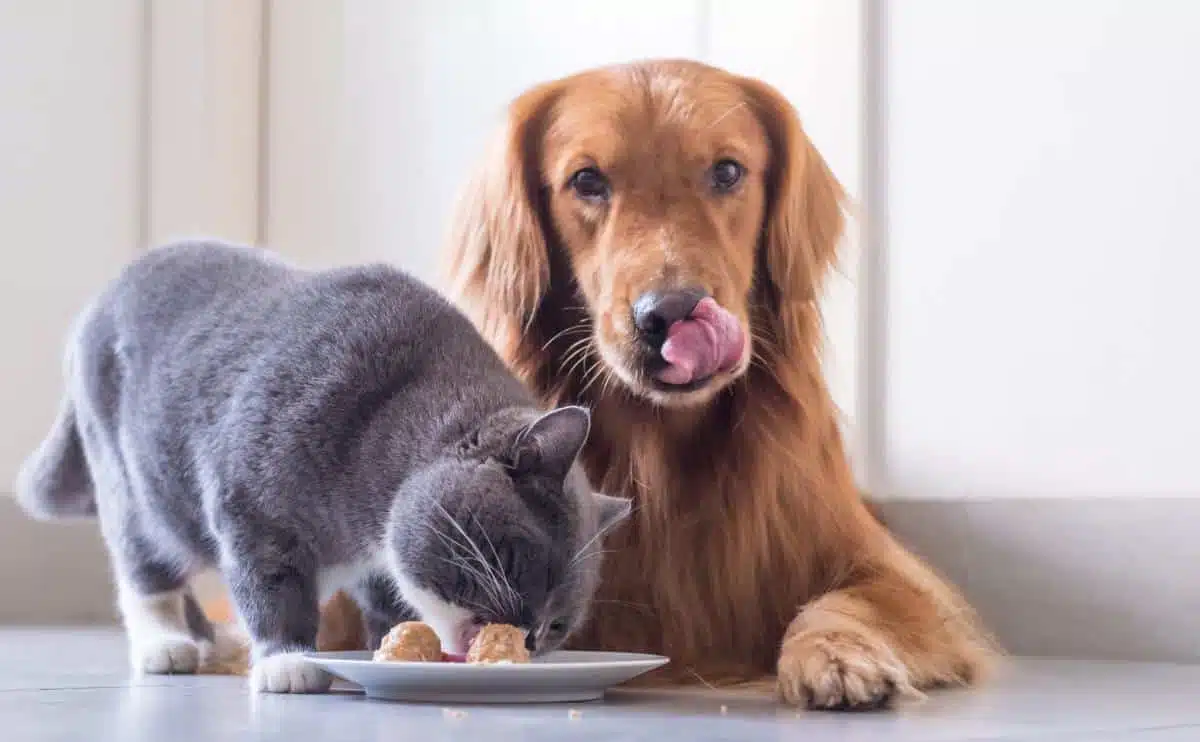 British shorthair cat and Golden Retriever trying to eat cat food