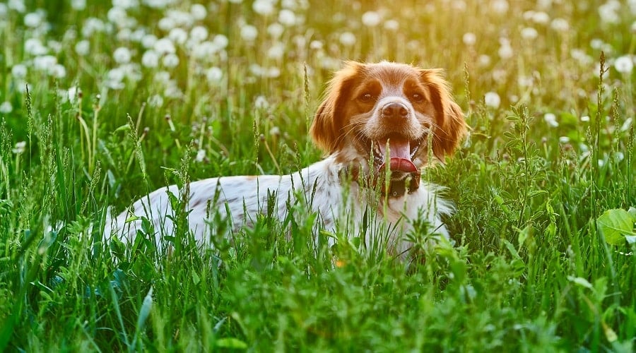 Brittany Border Mix