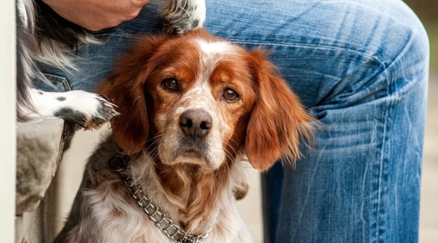 Brittany Dog Next To Owner