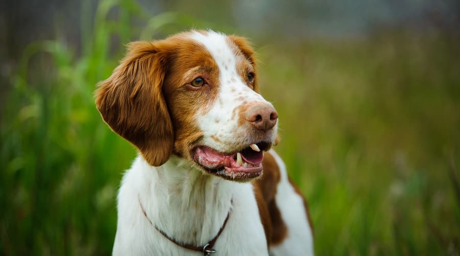 Brittany Spaniel