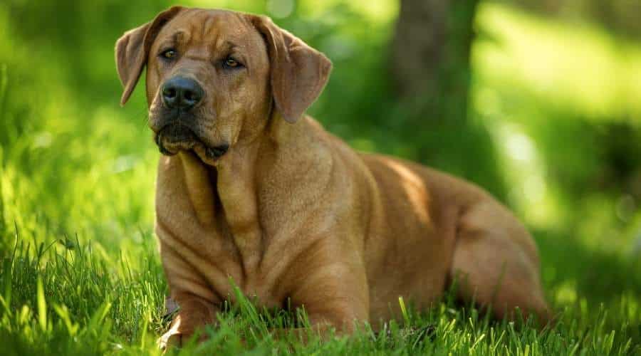 Broholmer sitting in the grass