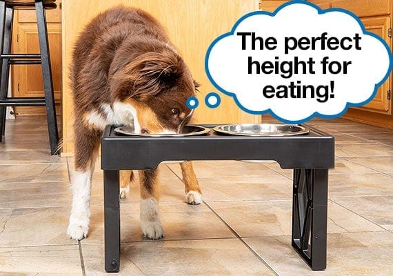 Brown Australian Shepherd puppy eating his food out of a raised dog bowl with speech bubble that says