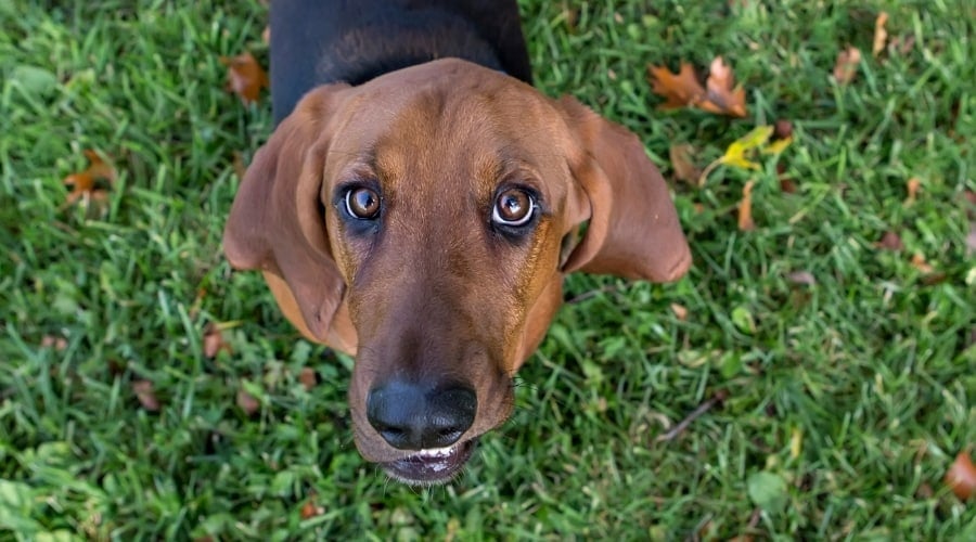 Brown and Black Dog in Grass