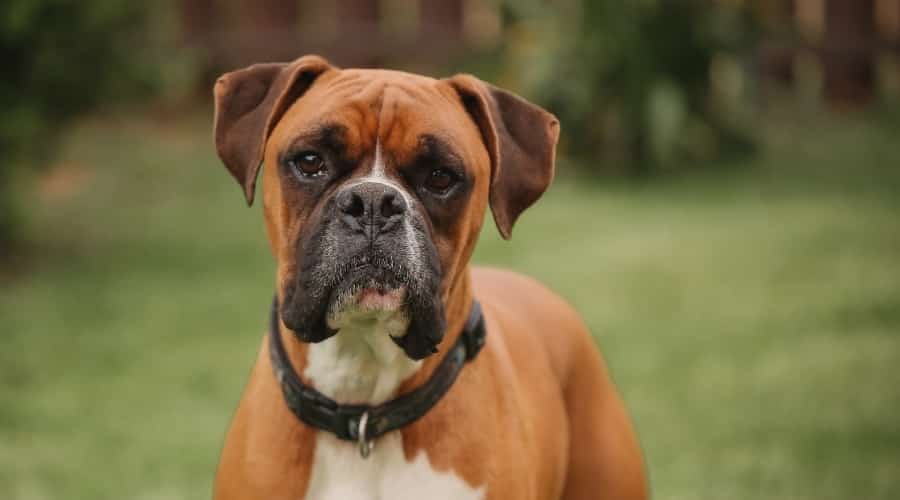 Brown, Black, and White Dog Looking at Camera