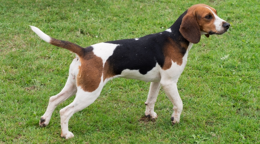 Brown, Black, and White Dog in a Field