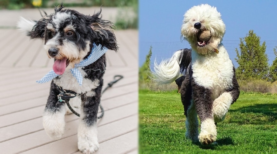 Two Fluffy Dogs Jumping Up and Down