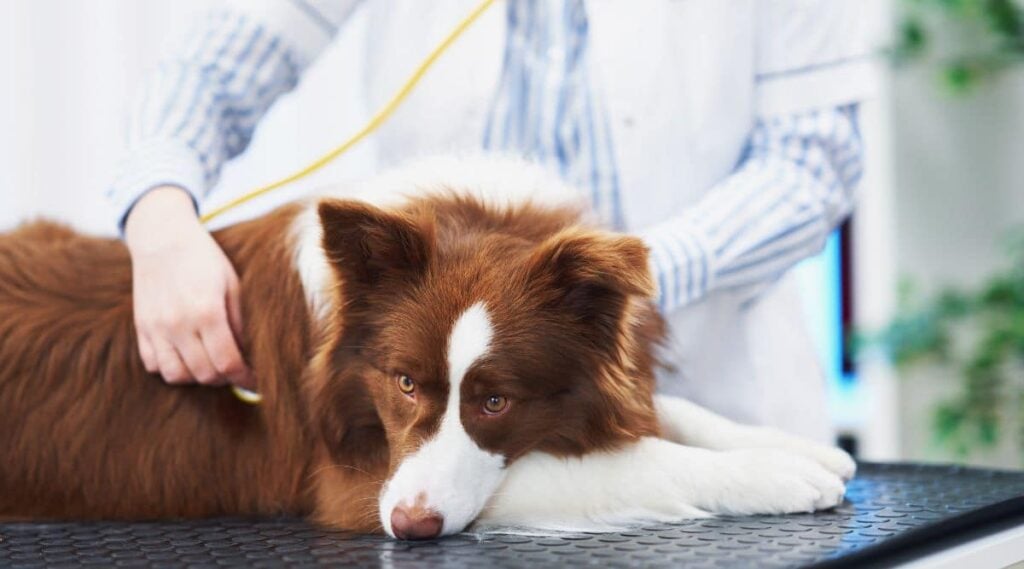 Red Border Collie at the vet.