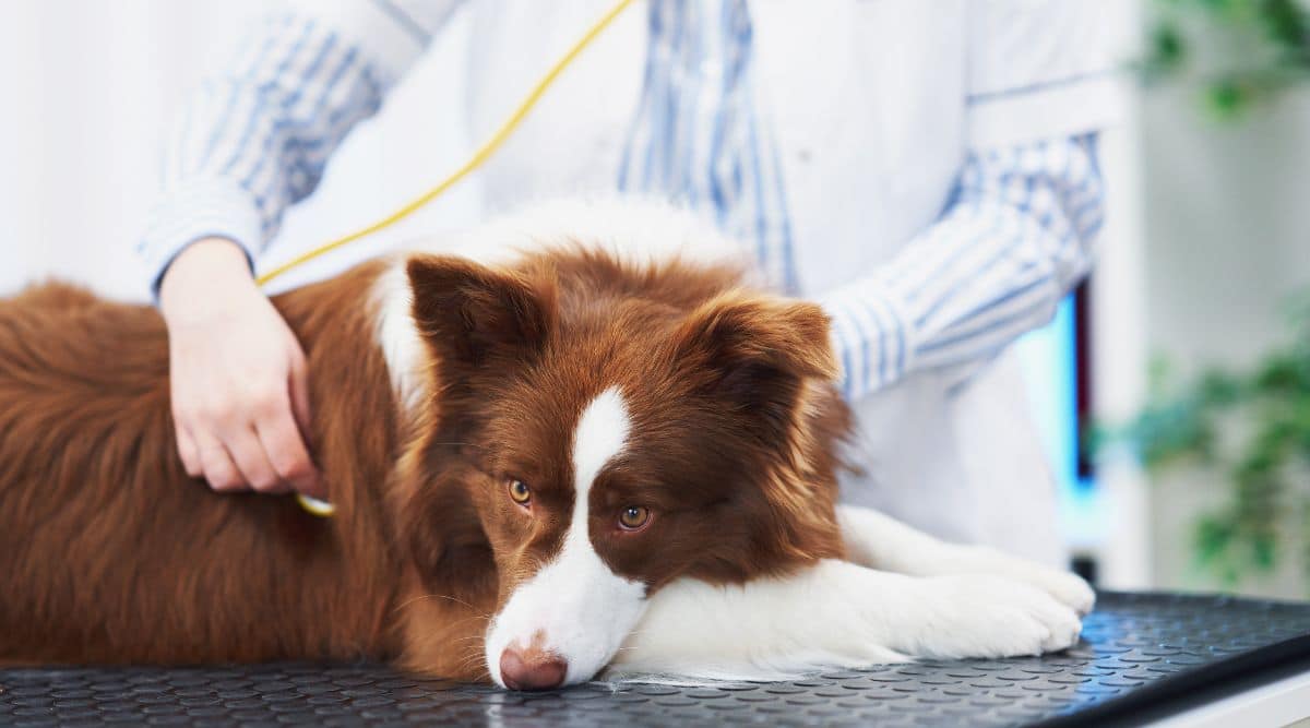 Border collie at vet with X-rays.