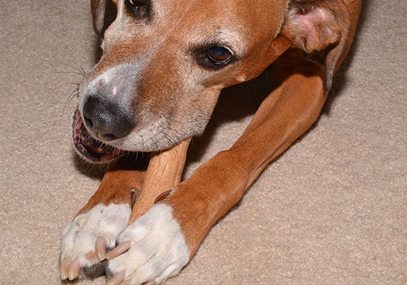 Brown boxer foxhound chewing on ruffwood wooden dog toy