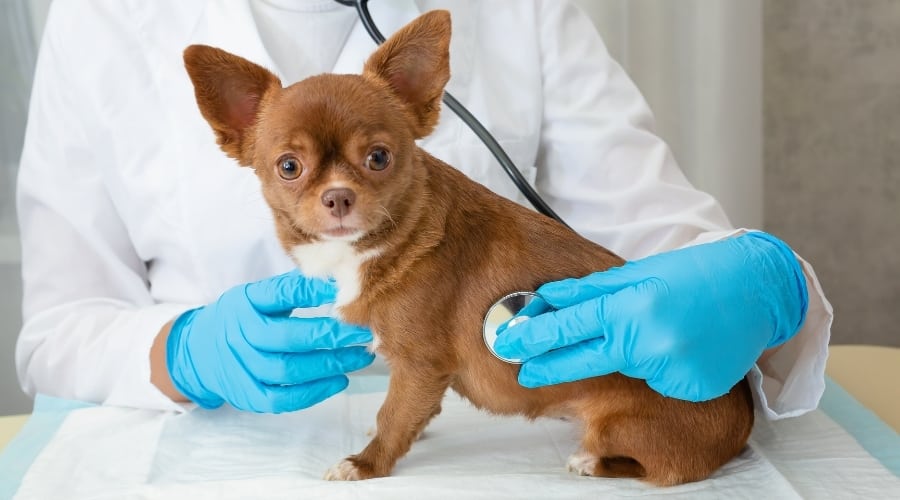 Brown Chihuahua Being Checked by Vet