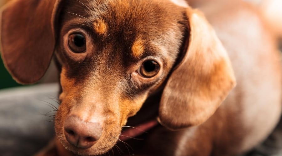 Brown Chiweenie Dog