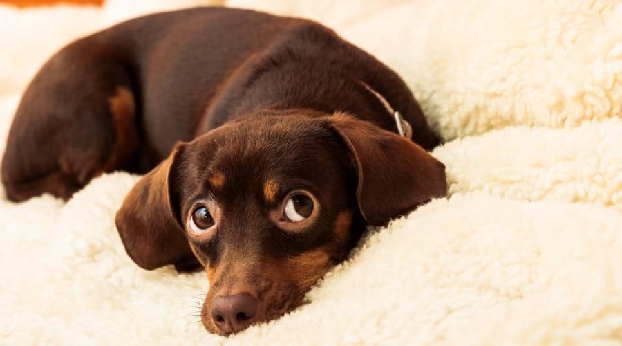 Brown Dachshund Chihuahua mix on bed