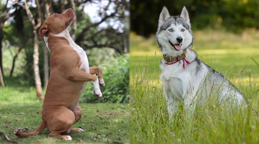 Brown Dog Begging and Black and White Dog Sitting