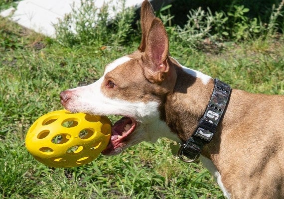 Brown Dog Carrying Hol-ee Football Large Dog Toy in mouth