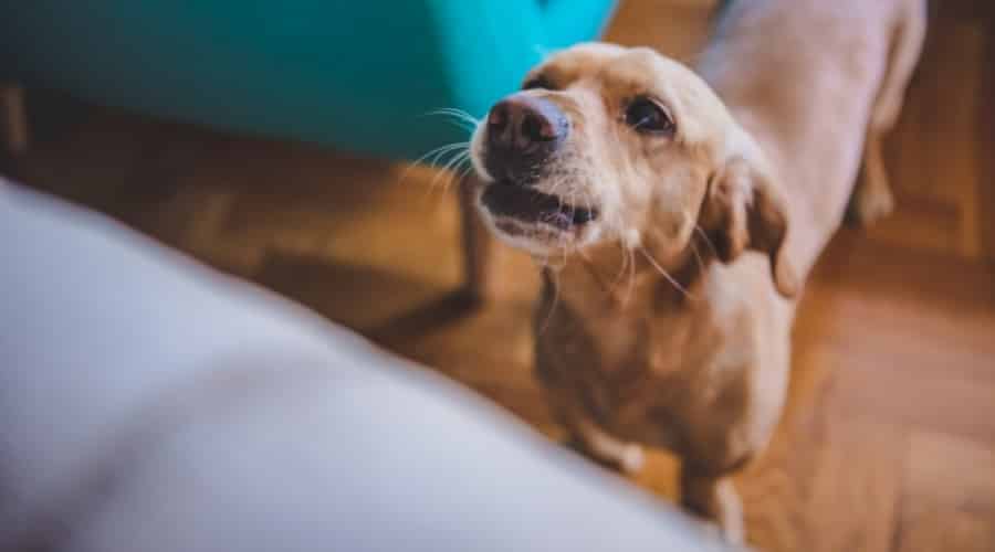 Brown dog growling.