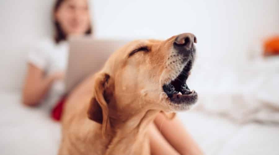 Brown dog howling in pain.