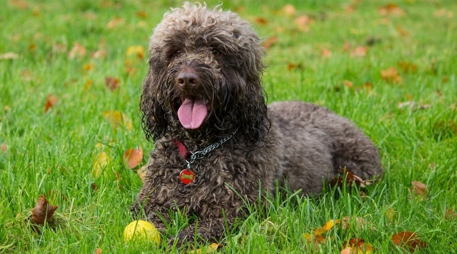 Brown Dog Laying in Grass With Ball