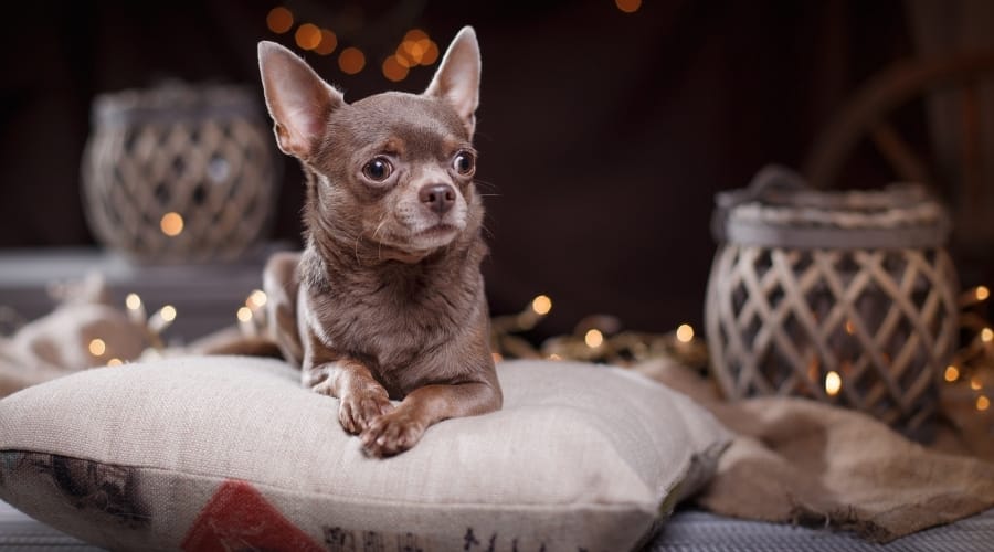Brown Dog Lounging on a Pillow