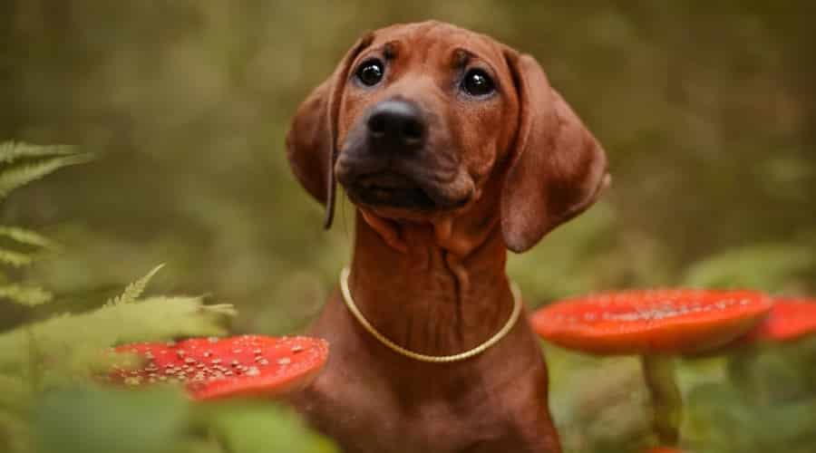 Brown Dog Next to Red mushrooms in the wild.