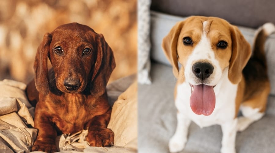 Brown Dog Next to Tan White and Black Dog