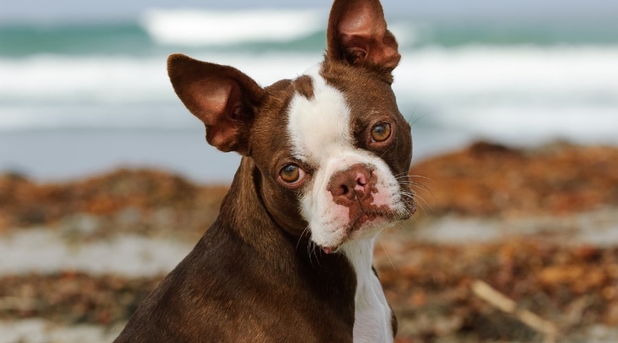 Brown Dog On Beach