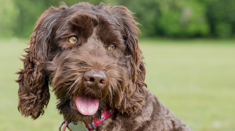 Brown Dog Outdoors in Grass