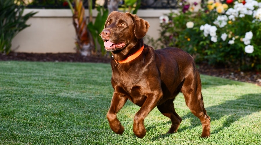 Brown Dog Playing on a Sunny Day