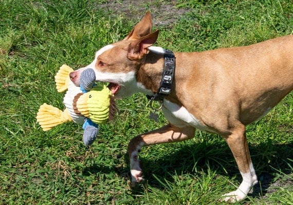 Brown dog playign with Huggle Hound knotties duck in park