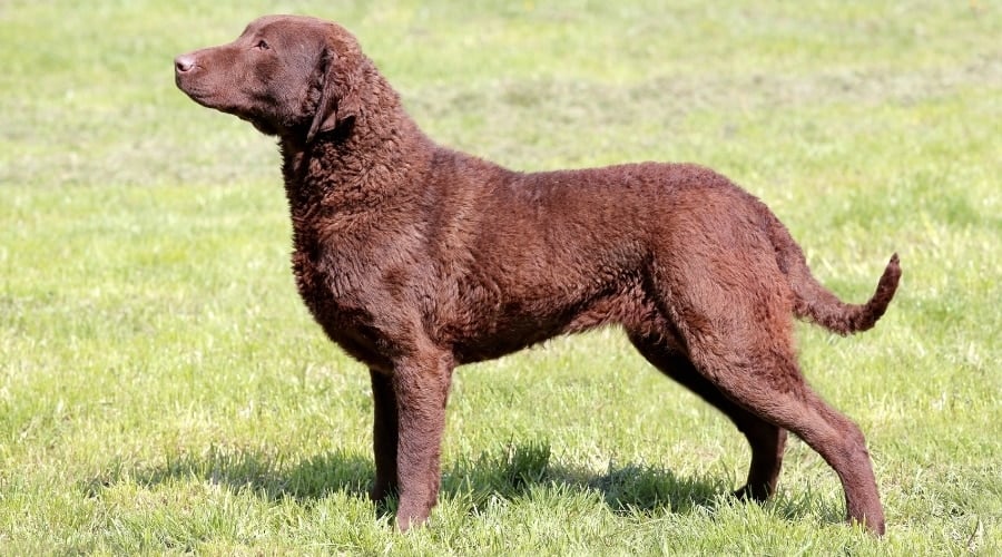 Brown Dog Posing for Camera