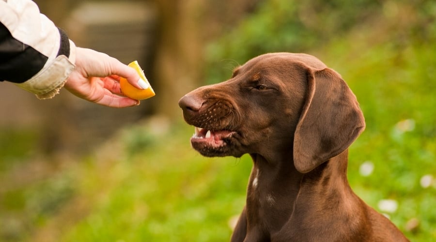 Brown Dog Puckering at a Sour Fruit
