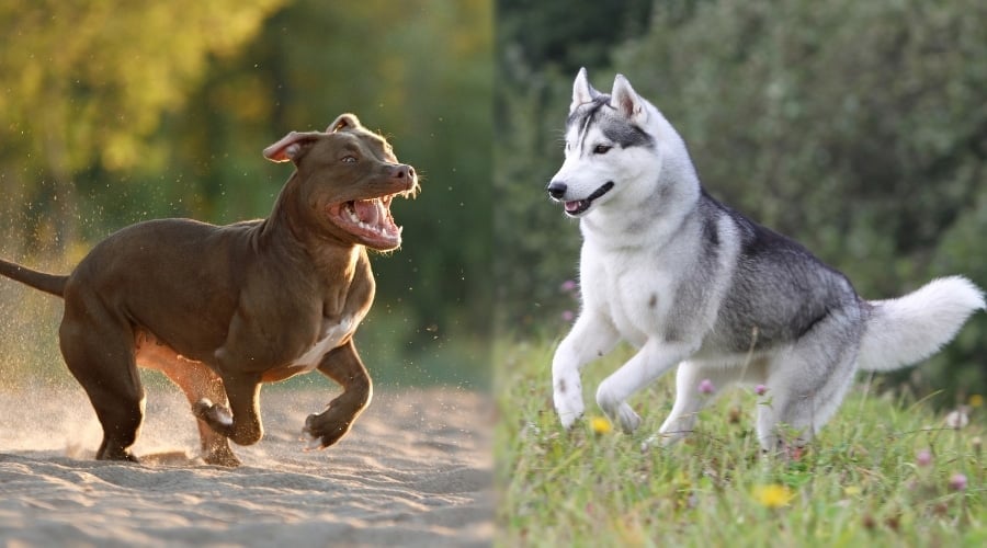 Brown Dog Running and Black and White Dog Running in Field