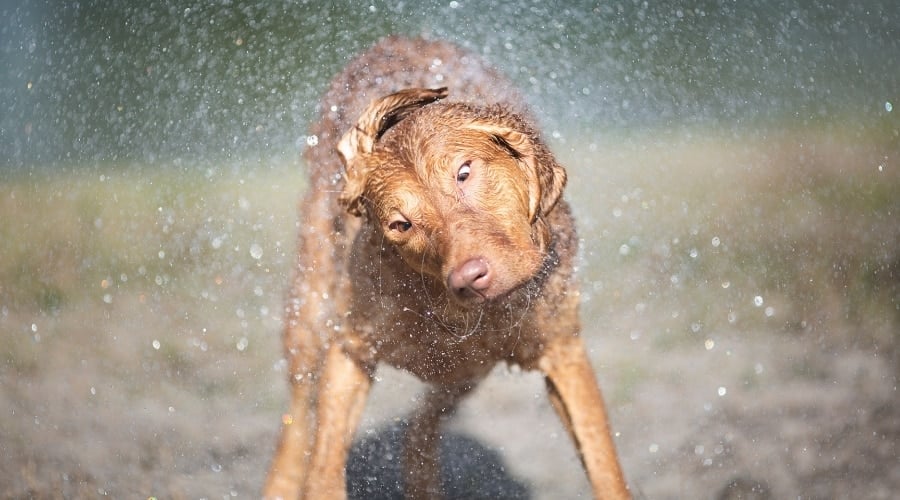 Brown Dog Shaking off Water