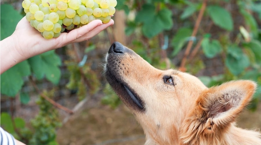 My Dog Ate Grapes: What Should I Do Next? - Canine Journal