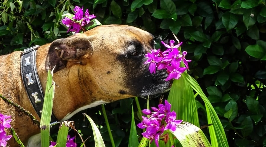 Brown Dog Sniffing Purple Flowers