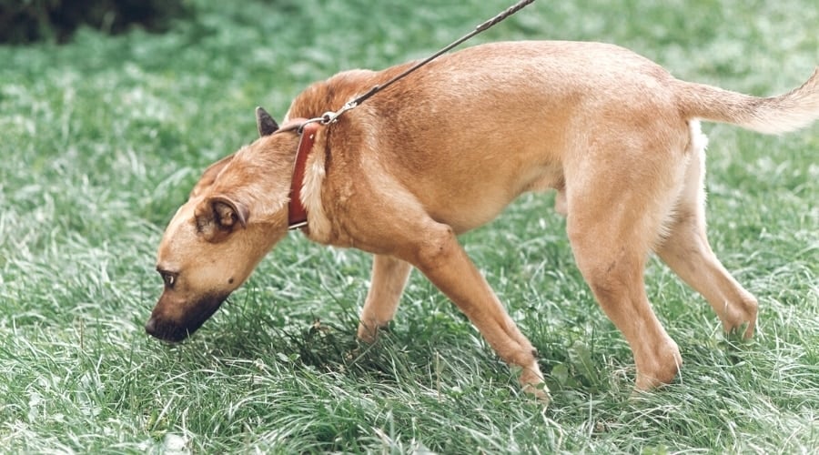 Brown dog sniffing something in grass pulling on leash.