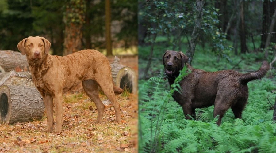 Brown Dog Standing in the Woods