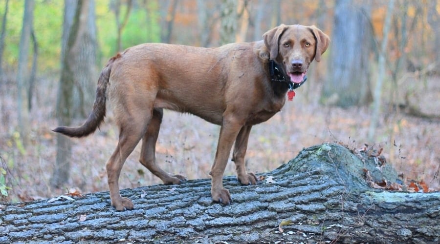 Brown Dog Standing on a Log