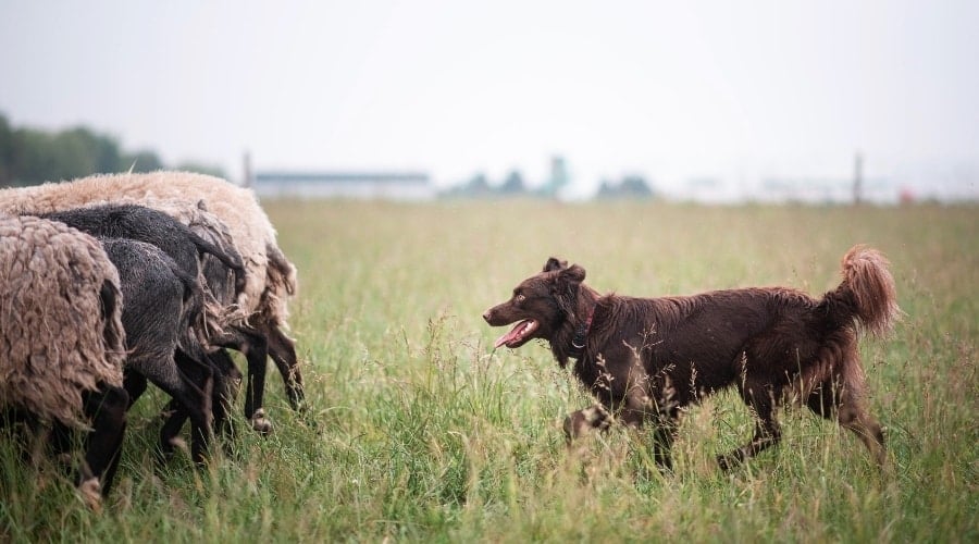 Brown Dog Walking Toward Flock