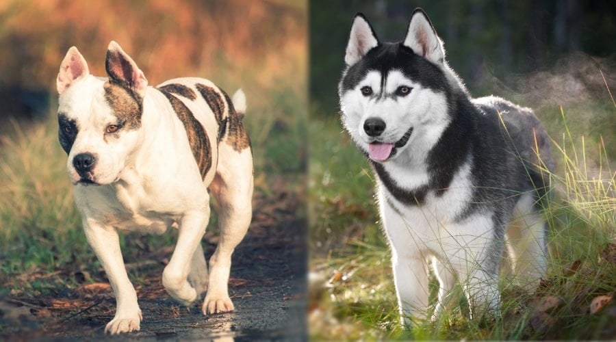 Brown Dog Walking on a Path and Black and White Dog Walking in the Woods