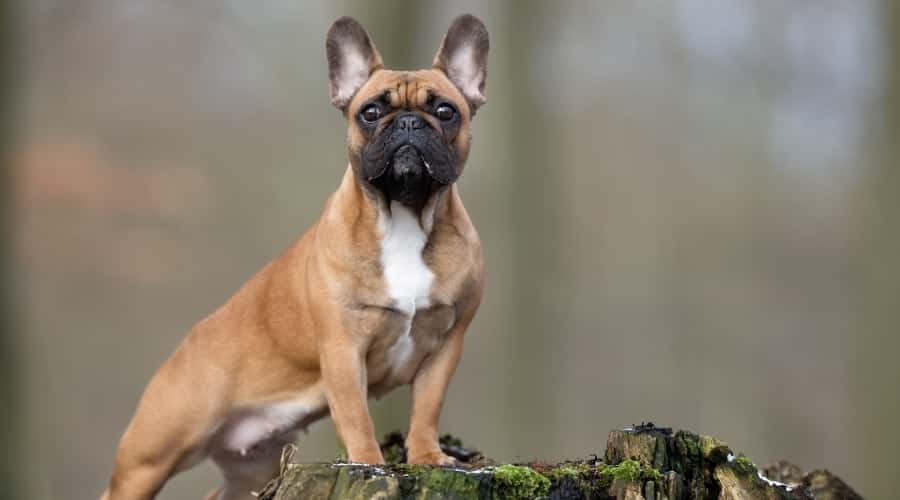 Brown Dog With Black Muzzle Standing