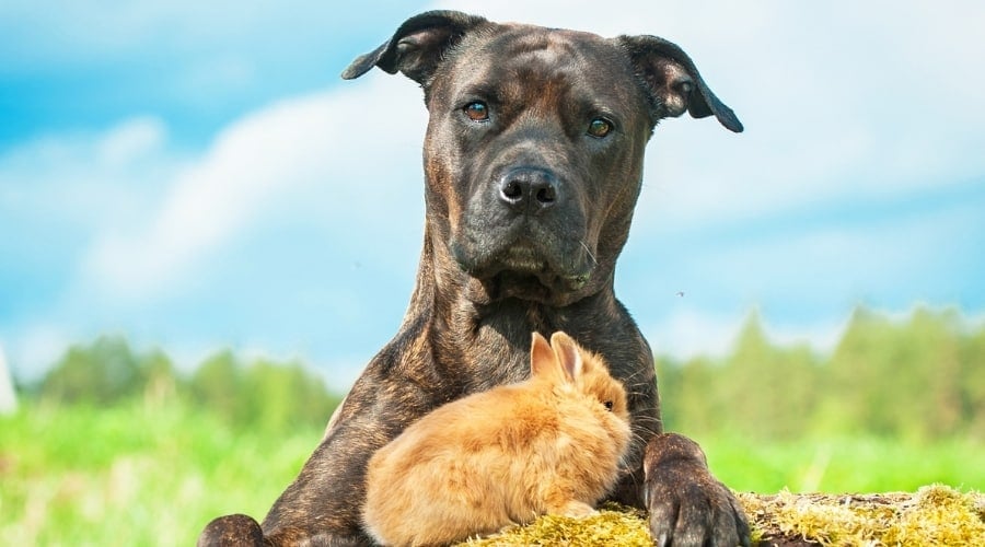 Dog with bunny.