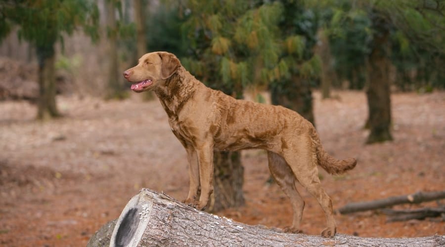 Chesapeake Bay Retriever With Wavy Fur Standing on a Log