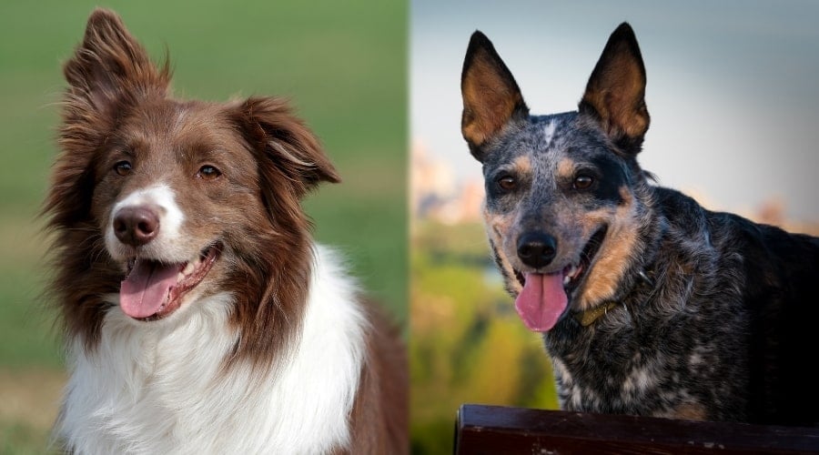 Brown Dog and Black Dog Outside