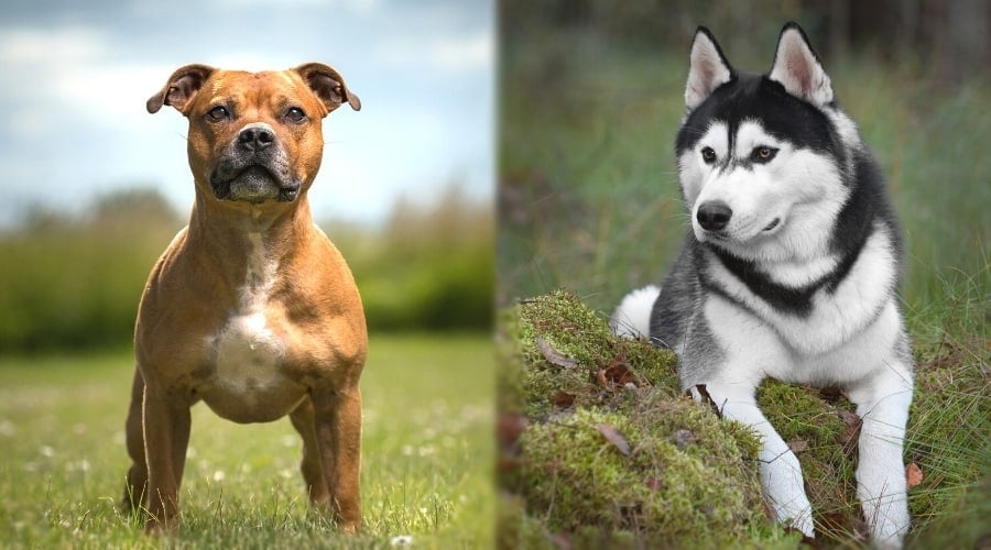 Brown Dog and Black and White Dog Posing for Camera