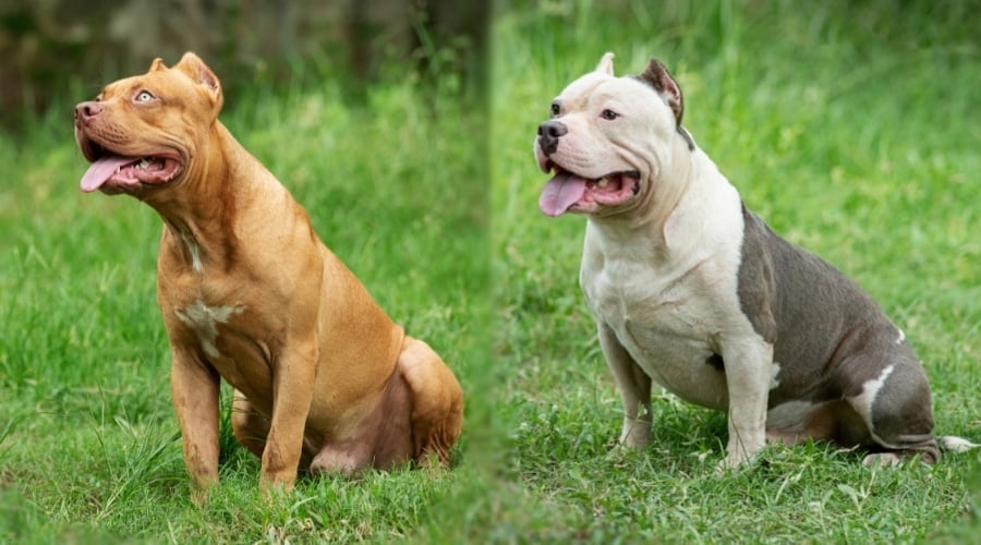 Brown Dog and Tan Dog Sitting in the Grass.jpg