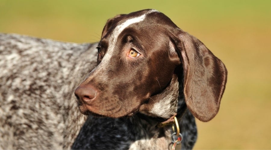 Brown Dog with Amber Eyes