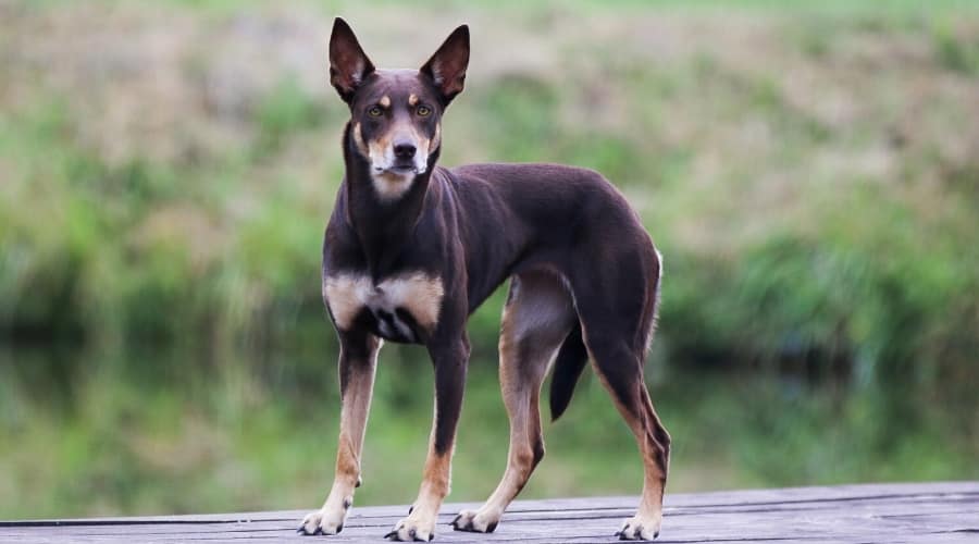 Brown Dog with Pointy Ears Standing on Dock