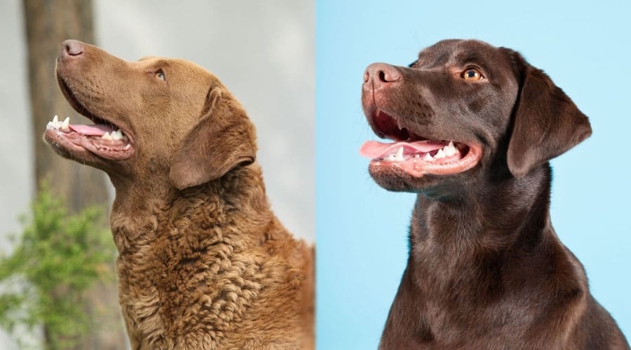 Brown Dogs Looking Up